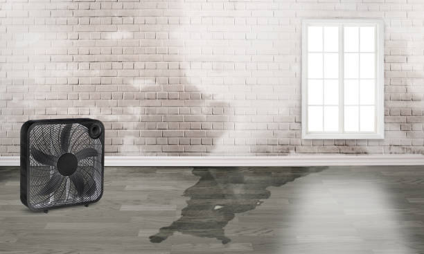 Best Mold removal after water damage  in Tokeneke, CT